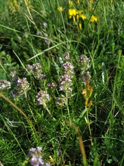 Thymus dzevanovskyi