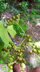 Ehretia meyersii