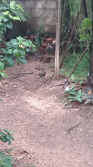 Acridotheres tristis melanosternus