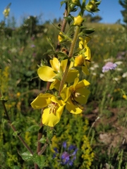 Verbascum spectabile
