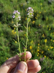 Thymus dzevanovskyi