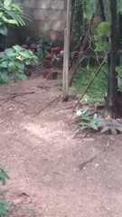 Acridotheres tristis melanosternus