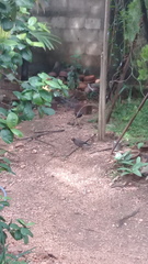 Acridotheres tristis melanosternus