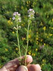 Thymus dzevanovskyi