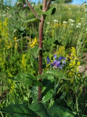 Verbascum spectabile