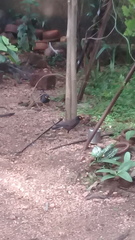 Acridotheres tristis melanosternus