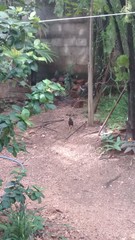 Acridotheres tristis melanosternus