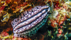 Phyllidiopsis gemmata