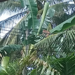 Macaca sinica sinica