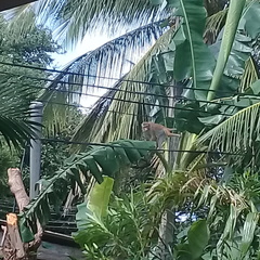 Macaca sinica sinica