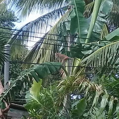 Macaca sinica sinica