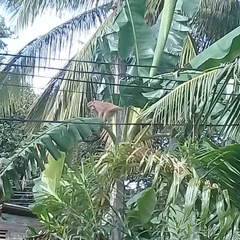 Macaca sinica sinica