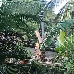 Macaca sinica sinica