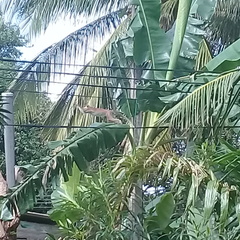 Macaca sinica sinica
