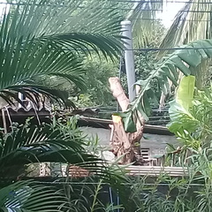 Macaca sinica sinica