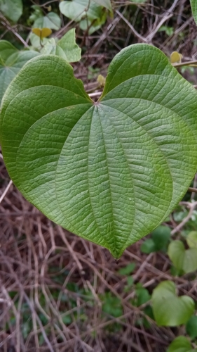 Dioscorea sambiranensis