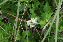 Microglossa mespilifolia