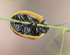 Paropsis bella