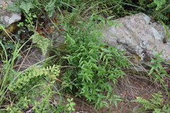 Jasminum multipartitum