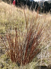 Schoenus pauciflorus