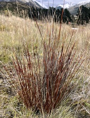 Schoenus pauciflorus