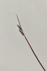 Schoenus pauciflorus