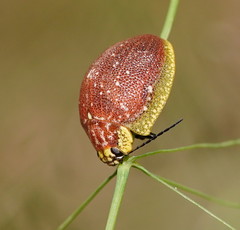 Paropsis bella
