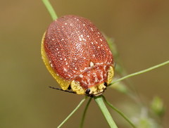 Paropsis bella