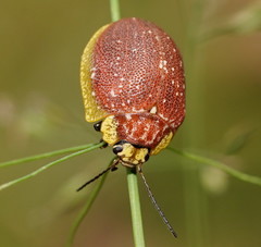 Paropsis bella