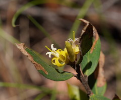 Persoonia confertiflora