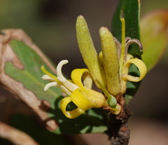 Persoonia confertiflora