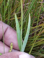 Chironia jasminoides