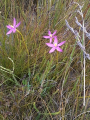 Chironia jasminoides