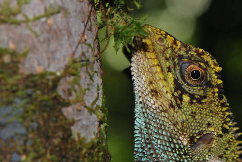 Cofan Woodlizard