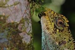 Cofan Woodlizard photo 2