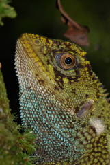 Cofan Woodlizard photo 3