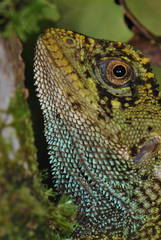 Cofan Woodlizard photo 5