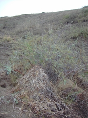 Spiraea aquilegifolia