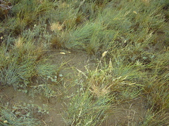 Ephedra dahurica