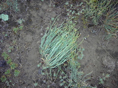 Ephedra dahurica