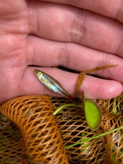 Rasbora borapetensis