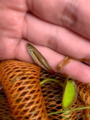 Rasbora borapetensis