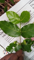 Pyrostria