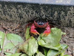 Neosarmatium meinerti