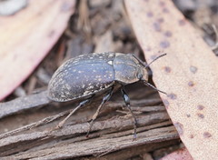 Lepispilus rotundicollis