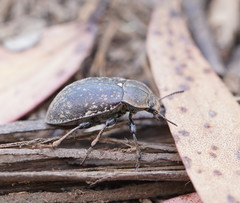 Lepispilus rotundicollis