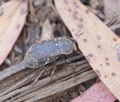 Lepispilus rotundicollis