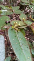 Peponidium horridum