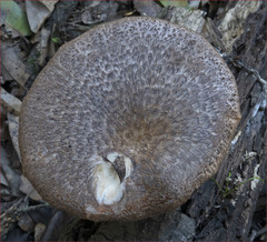 Polyporus mcmurphyi