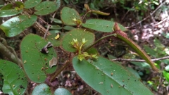 Peponidium horridum